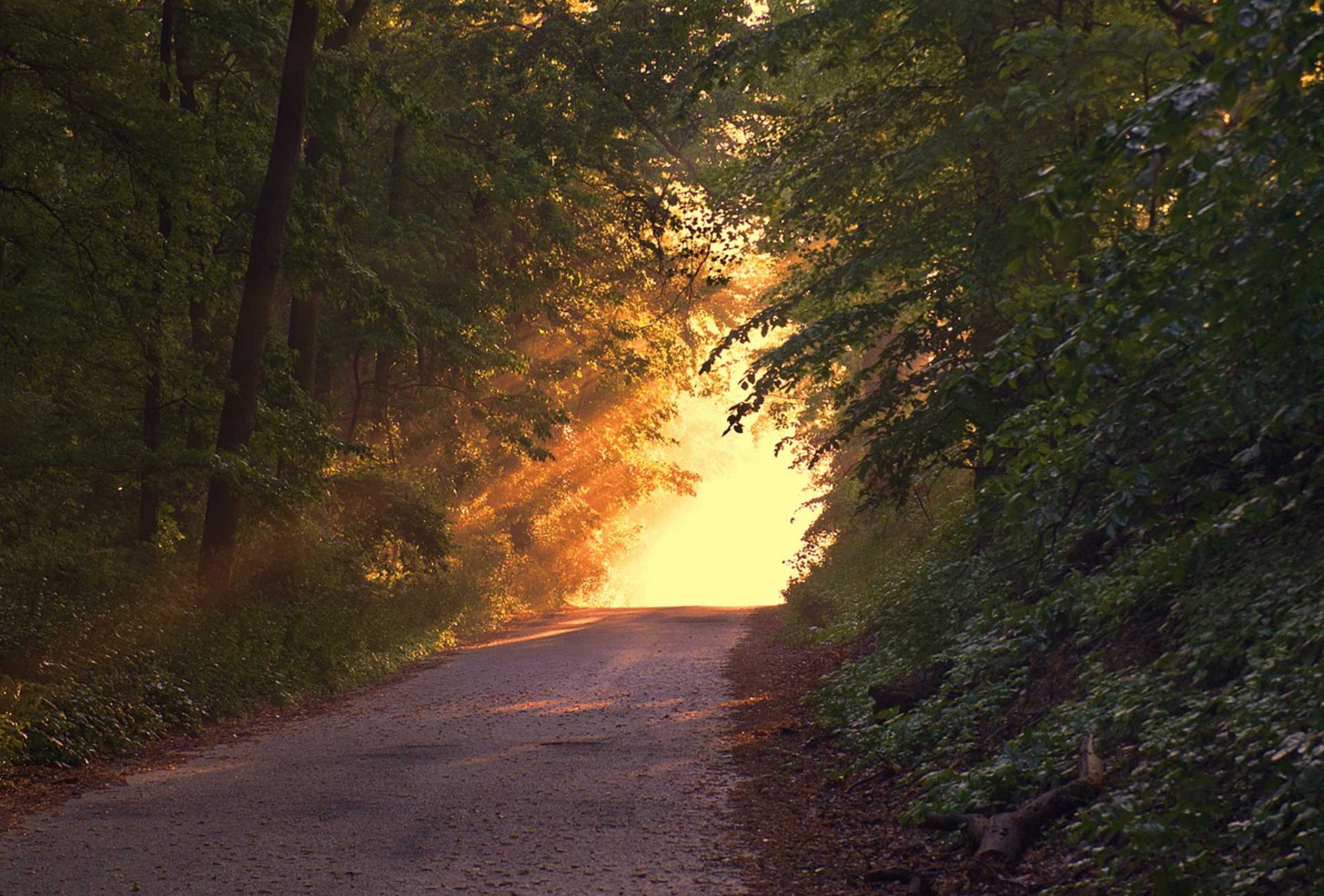 Skogbruket skal digitaliseres